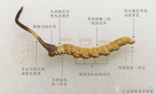 帝王胶囊说明书网 - 网站提供帝王丸是什么药小常识、帝王胶囊说明书用法用量